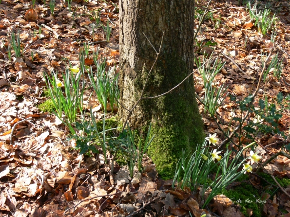 Bois des Moutiers (42) mars 2012